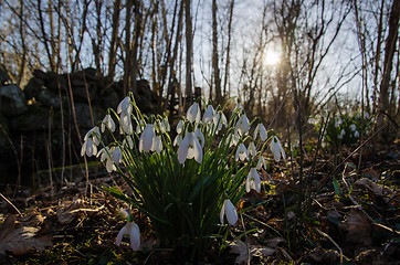 Image showing Backlit snowdrops