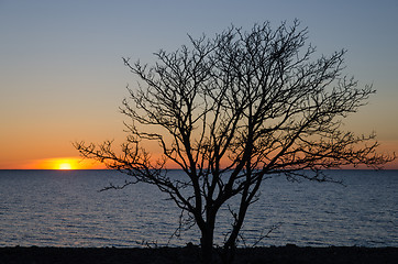 Image showing Bare tree at sunset