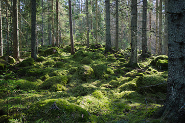 Image showing Mossy green forest