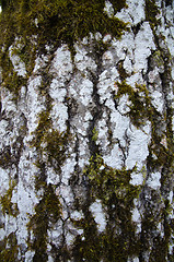 Image showing Aspen tree trunk detail