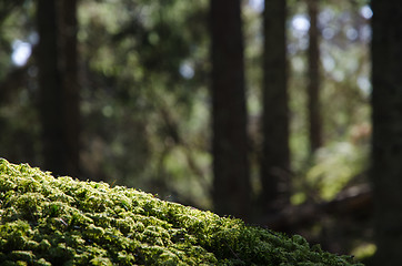 Image showing Moss closeup in a forest