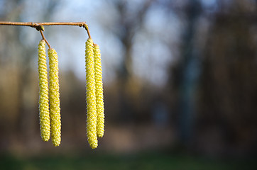 Image showing Detail of blossom hazel