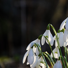 Image showing Sunlit snowdrops