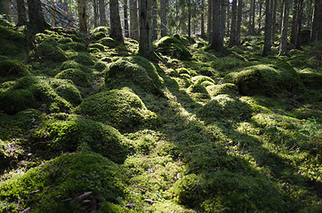 Image showing Green mossy backlit forest