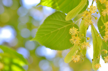 Image showing Blooming linden