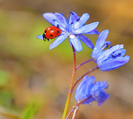 Image showing Ladybug on violet flowers in spring time