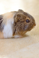 Image showing Cute Guinea pig