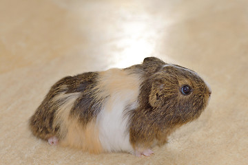 Image showing Cute Guinea pig