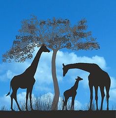 Image showing Giraffes on the African savannah