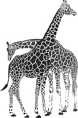 Image showing Giraffes