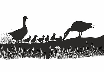 Image showing Geese Family on spring Meadow