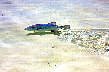 Image showing little fish         in mexico froath and    foam   