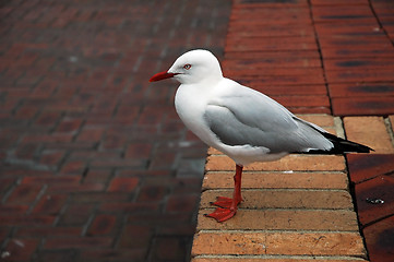 Image showing sea-gull