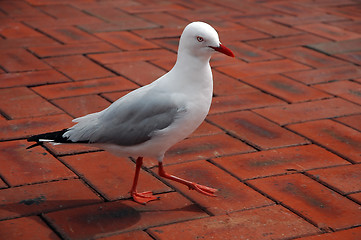 Image showing sea-gull