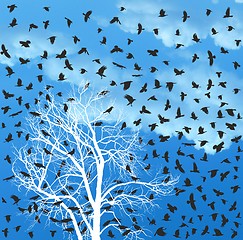 Image showing Flock of Crows over white Tree