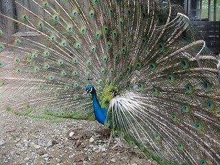 Image showing Peacock