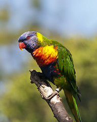 Image showing Rainbow lorikeet