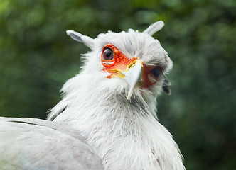 Image showing Secretarybird or secretary bird