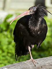 Image showing Northern bald ibis