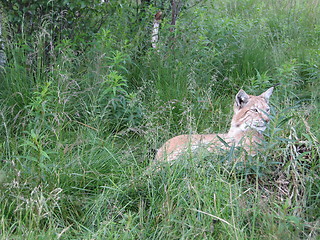 Image showing Lynx in the gras