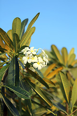 Image showing Beautiful flower plumeria 