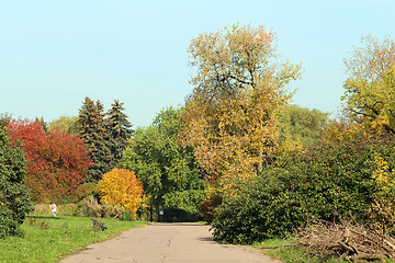 Image showing Autumn forest