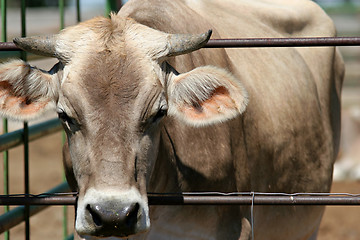 Image showing curious cow