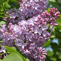 Image showing Lilac