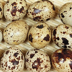 Image showing Quail eggs.