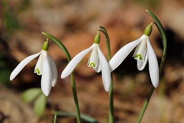 Image showing Snowdrops