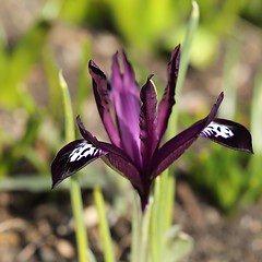 Image showing Iris pumila