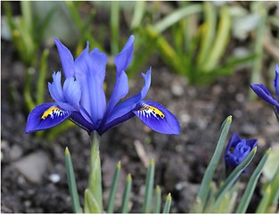 Image showing Iris pumila