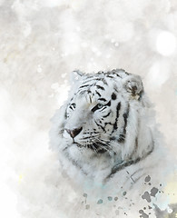 Image showing White Tiger Portrait