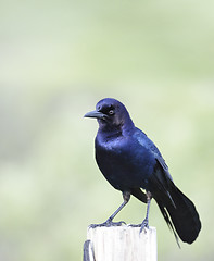 Image showing Boat-Tailed Grackle 