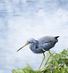 Image showing Tricolored Heron