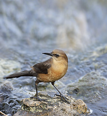 Image showing Boat-Tailed Grackle Female