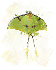 Image showing Luna Moth Watercolor