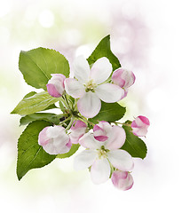 Image showing Apple Tree Blossom