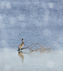 Image showing Brown Pelican