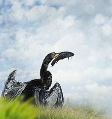 Image showing Anhinga Fishing