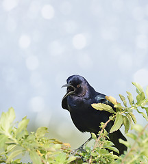Image showing Boat-Tailed Grackle