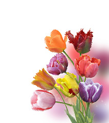 Image showing Tulip Flowers