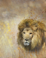Image showing African Lion Portrait