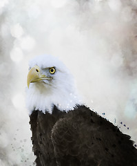 Image showing Bald Eagle Watercolor