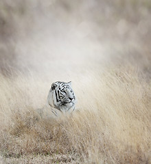 Image showing White Tiger