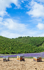 Image showing Beehive close to lavander field