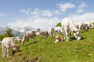 Image showing Free calf on Italian Alps