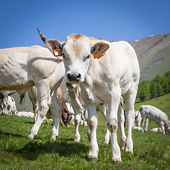 Image showing Free calf on Italian Alps