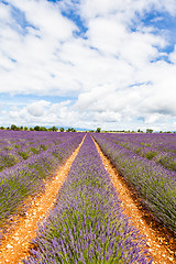 Image showing Lavander field