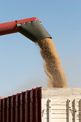 Image showing harvesting barley